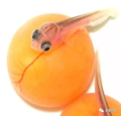金龍魚從小到大的尺寸：金龍魚從小到大的尺寸變化