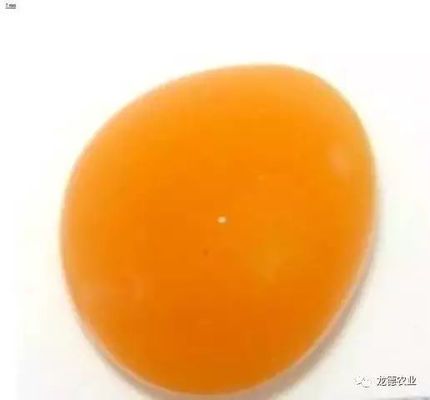 金龍魚從小到大的尺寸：金龍魚從小到大的尺寸變化