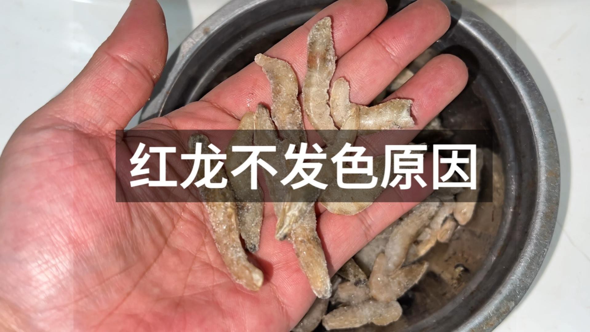 紅龍魚腮部發色停滯期如何處理？