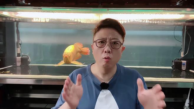紅龍魚腮部發色停滯期如何處理？