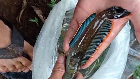 野采雷龍魚小苗：野采雷龍魚小苗的飼養方法