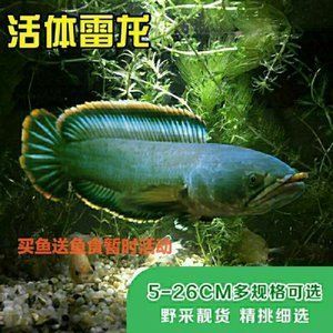 野采雷龍魚小苗：野采雷龍魚小苗的飼養方法
