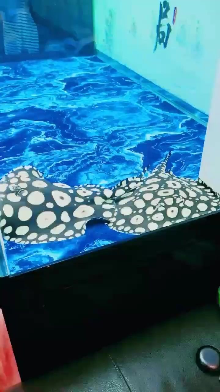 金龍魚分公母圖解：金龍魚分公母的一些方法和特點