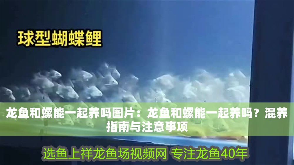 龍魚和螺能一起養(yǎng)嗎圖片：龍魚和螺能一起養(yǎng)嗎？混養(yǎng)指南與注意事項(xiàng)