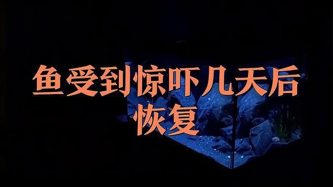 如何判斷魚是否完全恢復？