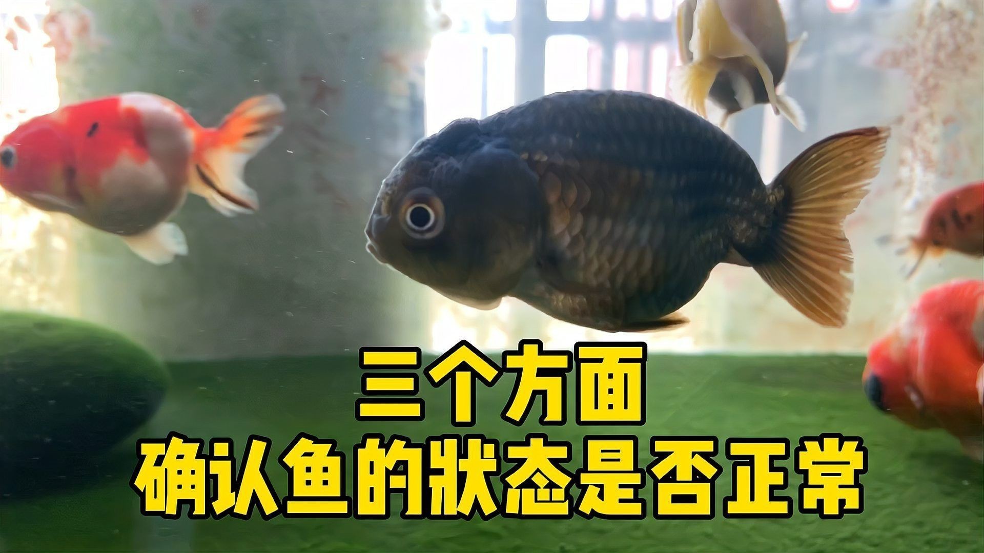 如何判斷魚是否完全恢復？
