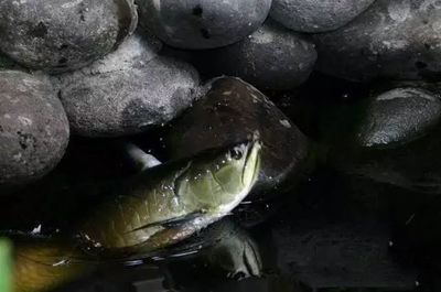 龍魚喂蛙的好處：龍魚喂蛙的好處是補(bǔ)充營(yíng)養(yǎng)，