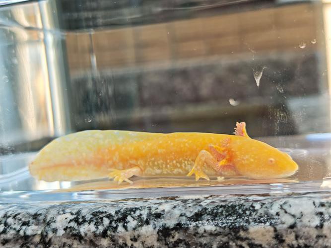 六角恐龍魚飼養技巧和方法圖解