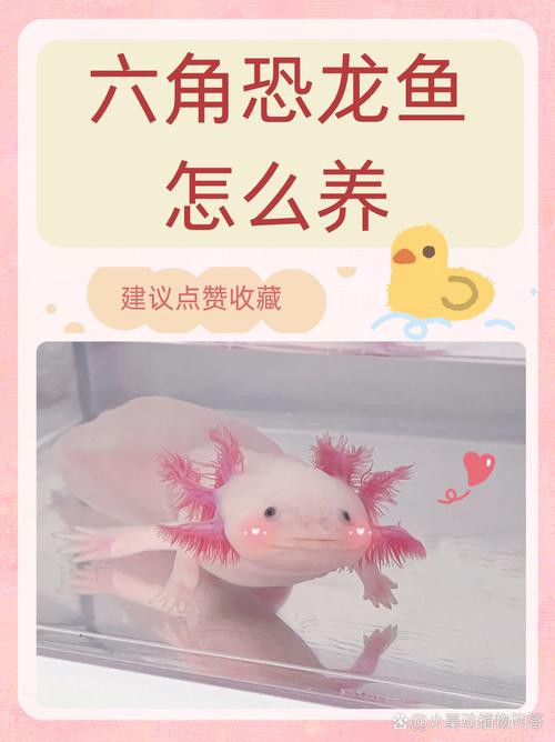 六角恐龍魚飼養技巧和方法圖解