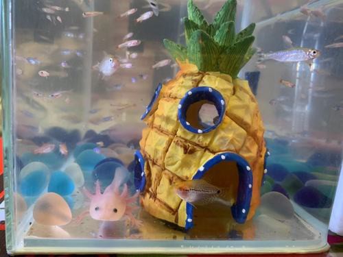 六角恐龍魚飼養技巧和方法圖解