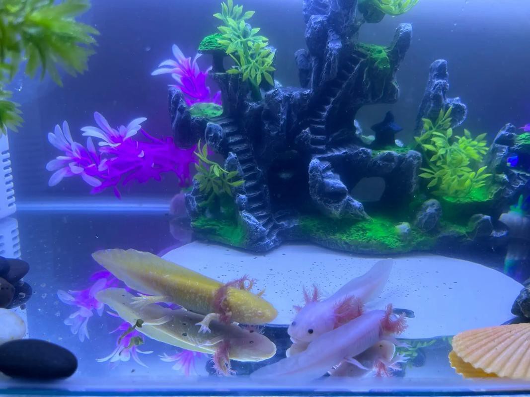 六角恐龍魚飼養技巧和方法圖解