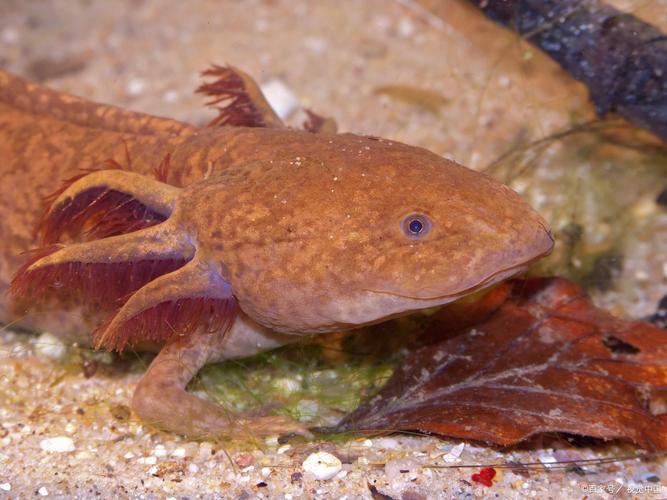 六角恐龍魚飼養技巧和方法圖解