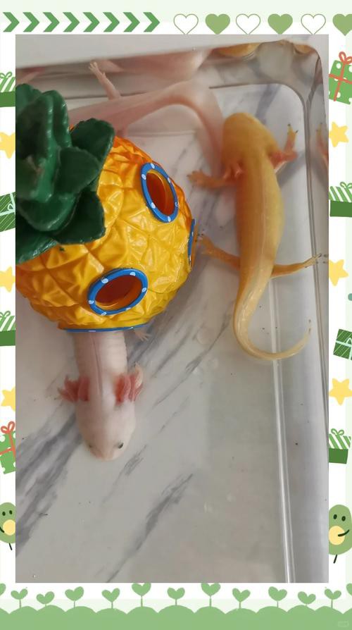 六角恐龍魚飼養技巧和方法圖解