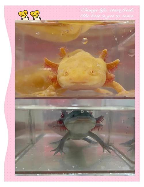 六角恐龍魚飼養技巧和方法圖解