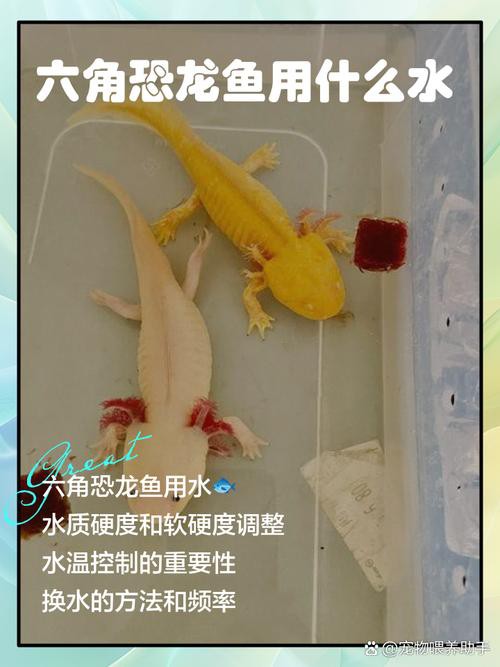 六角恐龍魚飼養技巧和方法圖解