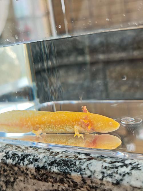 六角恐龍魚飼養技巧和方法圖解