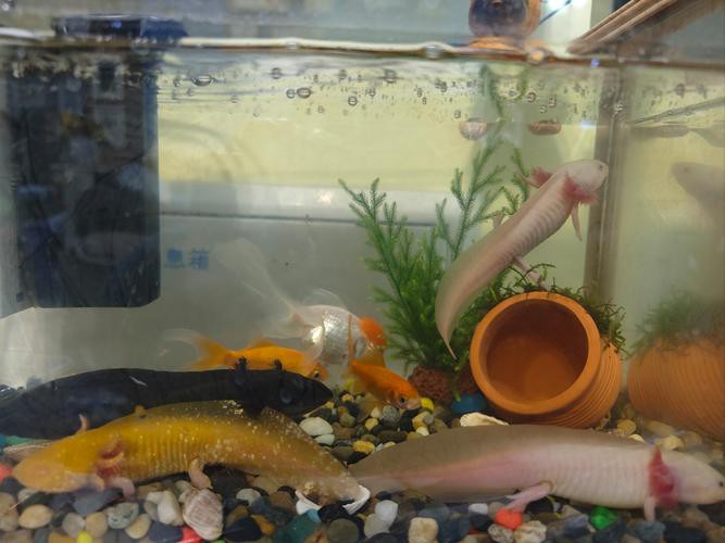 六角恐龍魚飼養技巧和方法圖解
