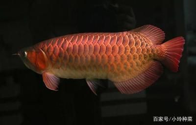 短身龍魚和正龍的區別是什么：短身龍與正龍在外觀上的主要區別在于體型大小和顏色