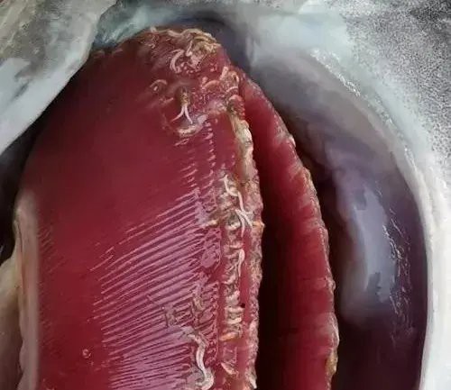 如何判斷紅龍鰓蓋發(fā)白的原因？