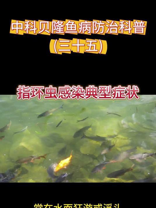 如何判斷紅龍鰓蓋發(fā)白的原因？