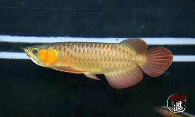 吃龍魚(yú)糞便的魚(yú)：吃龍魚(yú)糞便的魚(yú)類(lèi)如何處理龍魚(yú)糞便的糞便問(wèn)題