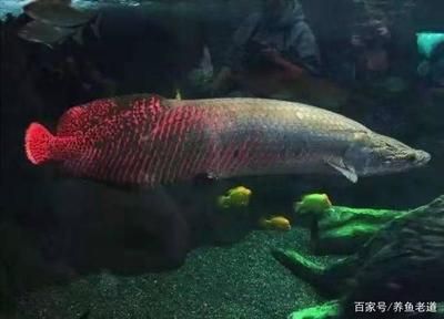 吃龍魚(yú)糞便的魚(yú)：吃龍魚(yú)糞便的魚(yú)類(lèi)如何處理龍魚(yú)糞便的糞便問(wèn)題