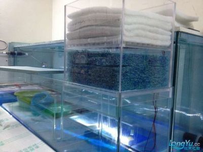 龍魚適合水溫多少度養殖：龍魚適合水溫養殖