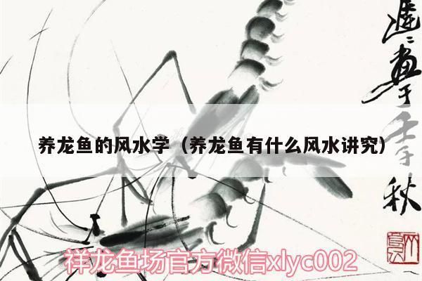 龍魚風水講究：養龍魚的風水注意事項，養龍魚的風水忌諱需要注意