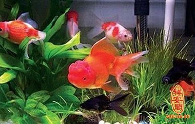 龍魚風水講究：養龍魚的風水注意事項，養龍魚的風水忌諱需要注意