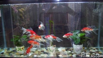龍魚風水講究：養龍魚的風水注意事項，養龍魚的風水忌諱需要注意
