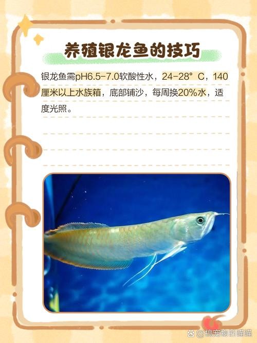 銀龍魚發色過程圖片視頻大全