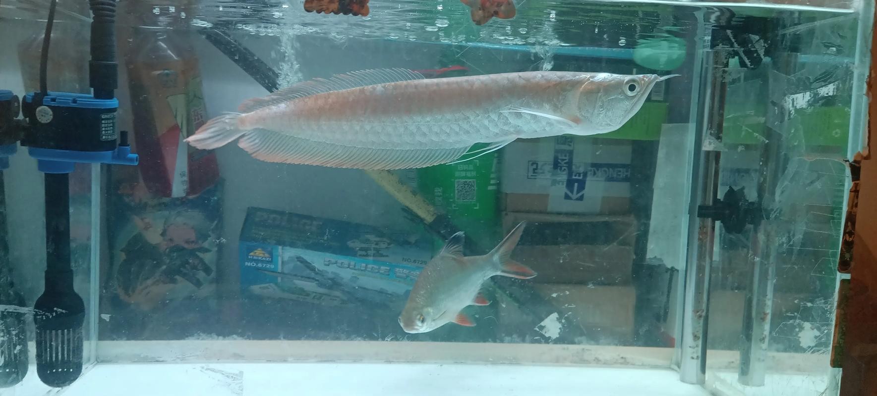 銀龍魚發色過程圖片視頻大全