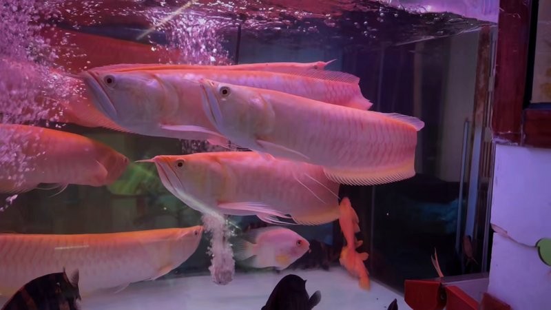 銀龍魚發色過程圖片視頻大全
