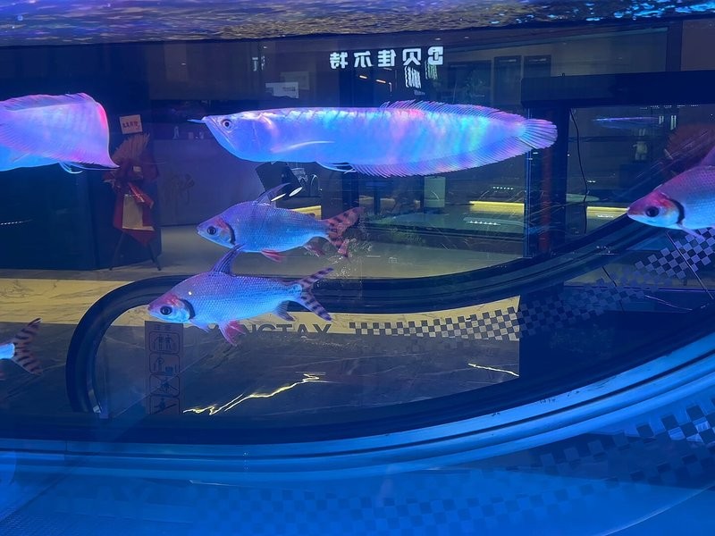 銀龍魚發色過程圖片視頻大全