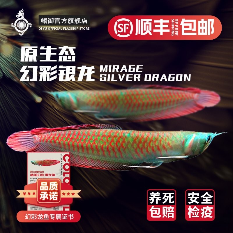 銀龍魚發色過程圖片視頻大全