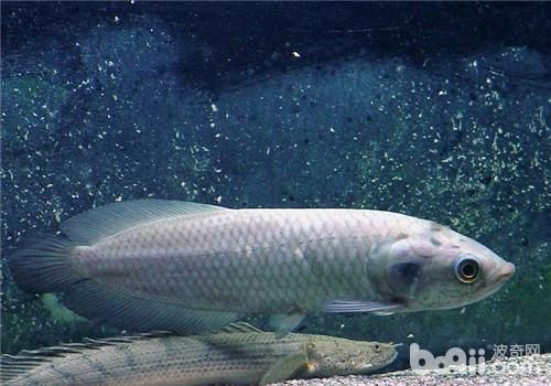 銀龍魚的常見病癥有哪些？：銀龍魚常見的幾種病癥及其原因及其治療方法