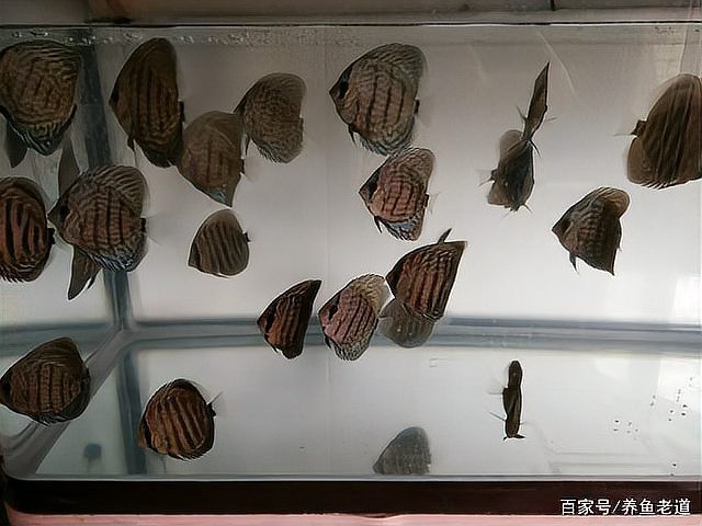 龍魚飄在水面不動(dòng)