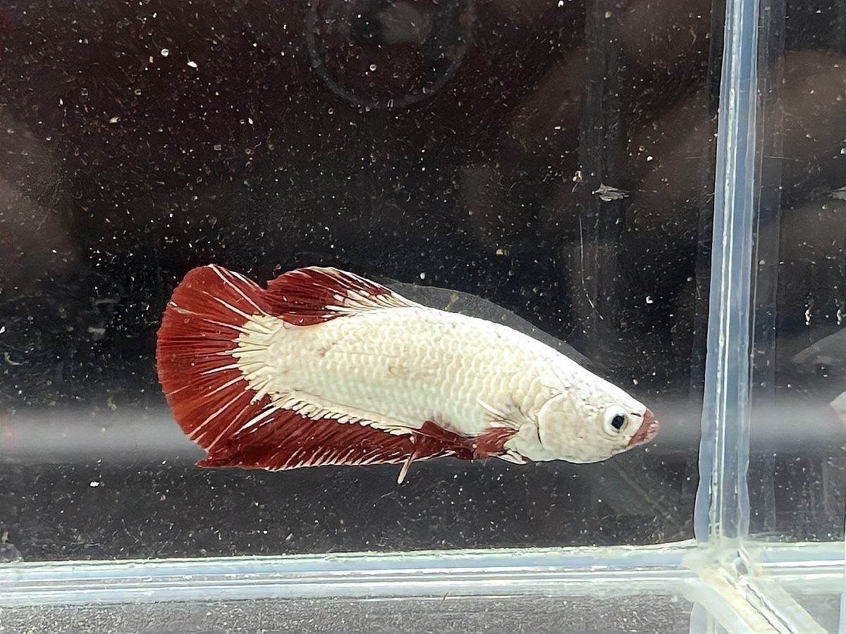 龍魚飄在水面不動(dòng)