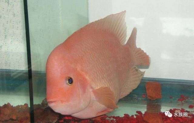 龍魚哪個品種好養活的多，觀賞龍魚飼養方式