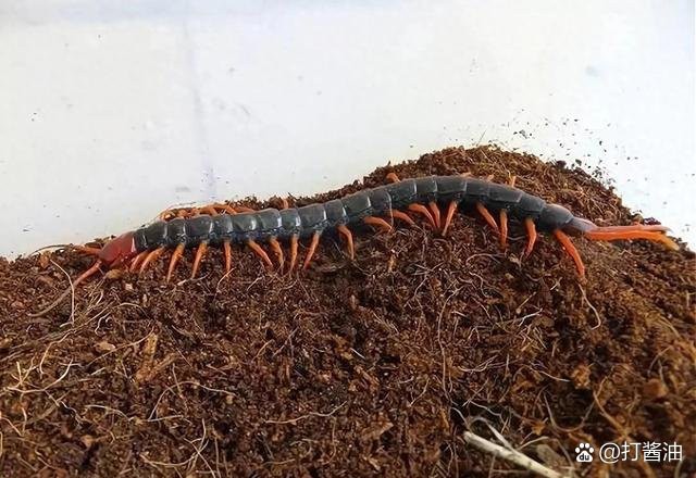 帝龍火神養(yǎng)殖成本高嗎？