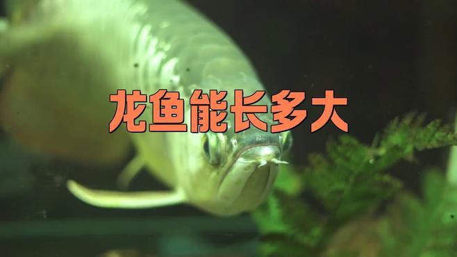 20多公分的龍魚一般多大年齡能吃