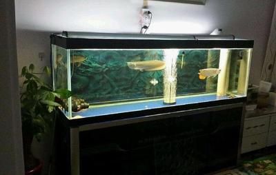 800的魚缸適合養龍魚嗎：800的魚缸是否適合養龍魚取決于多個因素