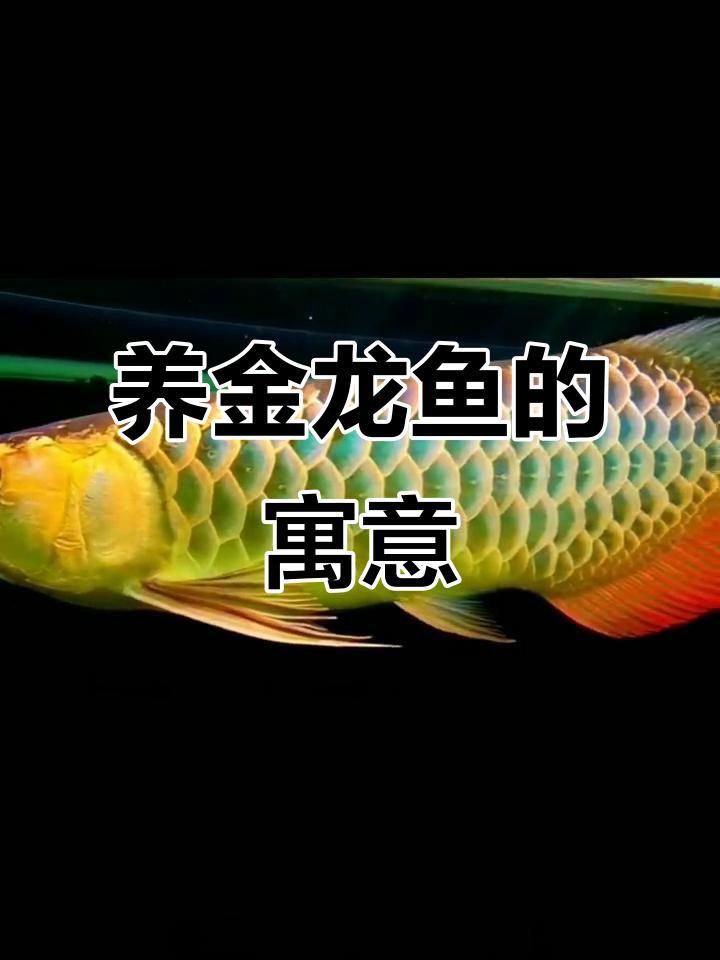 龍魚養(yǎng)幾條風(fēng)水最好