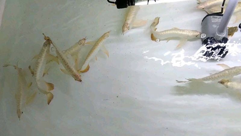 金龍魚苗價格多少錢一條圖片及價格