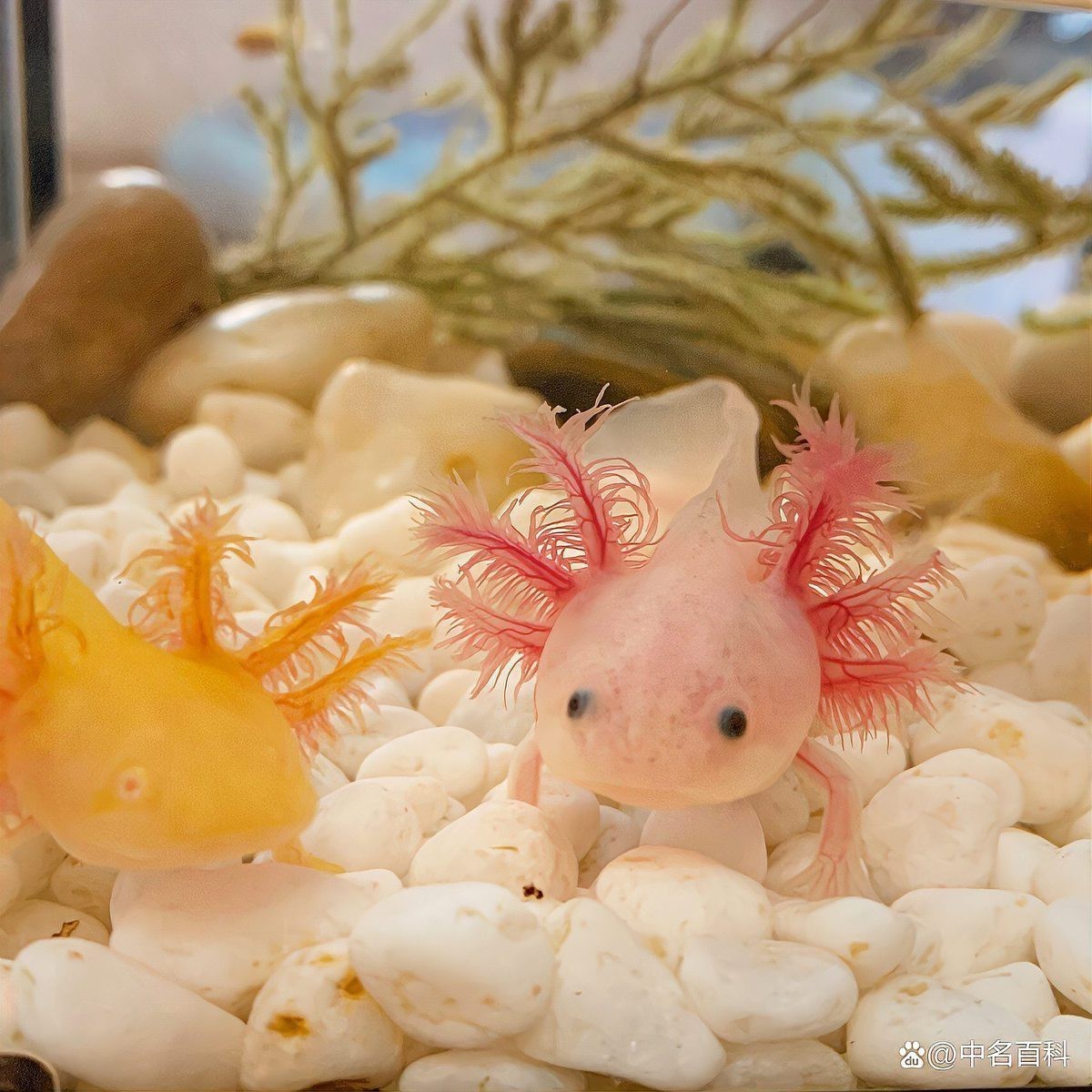 白化紅眼恐龍魚跳缸嗎