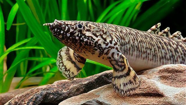 白化紅眼恐龍魚跳缸嗎