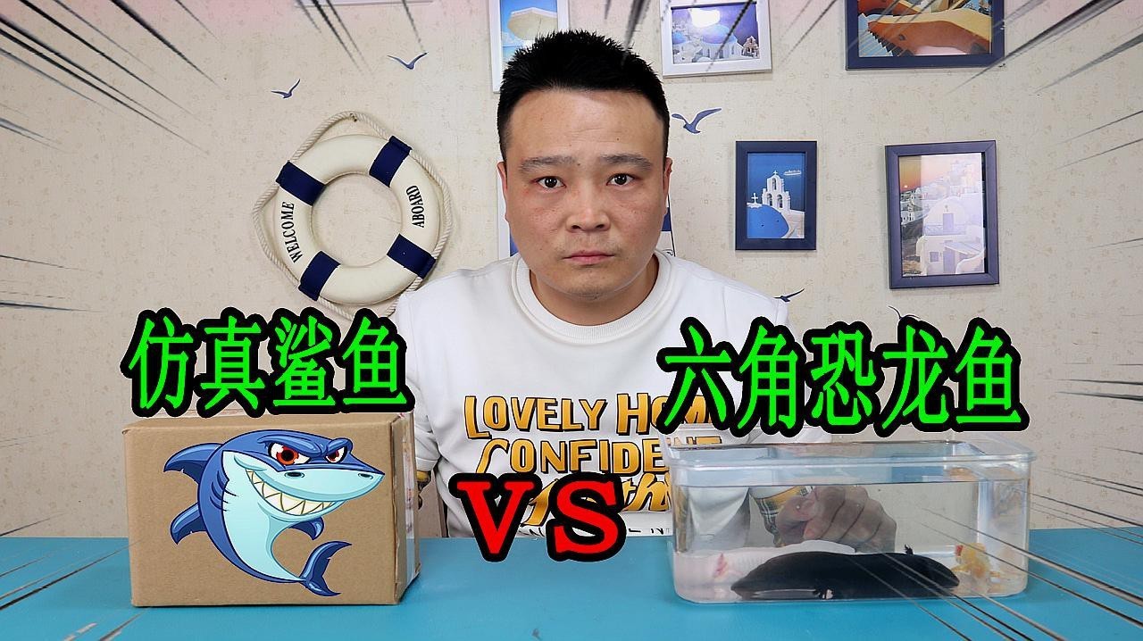 白化紅眼恐龍魚跳缸嗎