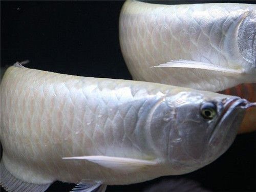 銀龍魚苗常見疾病及防治：銀龍魚苗常見疾病及防治方法