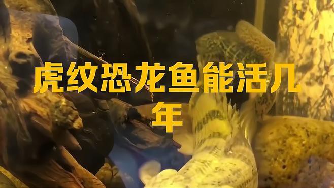 虎斑恐龍魚的壽命有多長