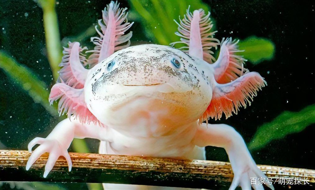 六角恐龍魚有什么危害 六角恐龍魚有什么危害 龍魚百科 第6張